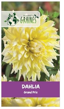 5 Bulbes de Dahlia Décoratif Grand Prix Jaune d'Or - Fleurs Géantes pour Massifs et Bouquets