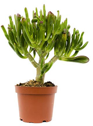 Crassula Horntree en Maceta Mediana 10cm Hobbit Jade Planta Natural