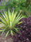 5 semi di Yucca filamentosa Semi VARIEGATI ADAMS AGO Yucca