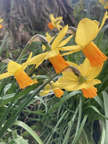 30 Bulbs of Dwarf Daffodil (Jetfire) Includes Postage…
