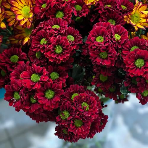gänseblümchensamen - hochbeet für balkon winterharte stauden mehrjährig deko 350pcs