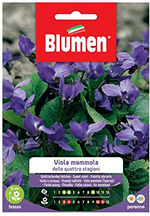 SEMI VIOLA MAMMOLA QUATTRO STAGIONI BLUMEN