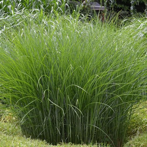 Miscanthus Gracillimus - Hierba de doncella - Planta ornamental para jardín