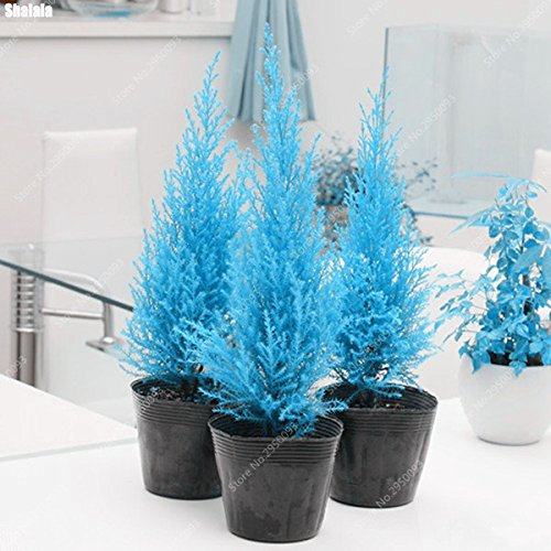 60pcs / bolsa de semilla de Rare Blue Cypress Bonsai Mini Platycladus orientalis Arborvitae en maceta de jardín de coníferas Árbol de la planta fácil de cultivar