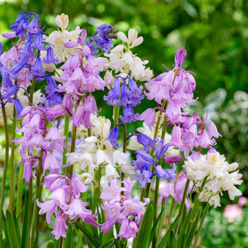 Glockenblumen Blumenzwiebeln - 50 Zwiebeln - Spanisches Hasenglöckchen Hyacinthoides Hispanica - 5 Sorten - Echte Pflanzen aus Holland - Für Garten, Töpfe und Balkon (kein Samen, nicht künstlich)