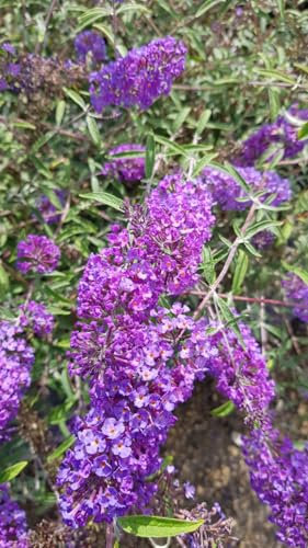 Buddleia davidii 'Nanho Blue' / Arbre aux papillons/Conteneur de 3 à 4 litres