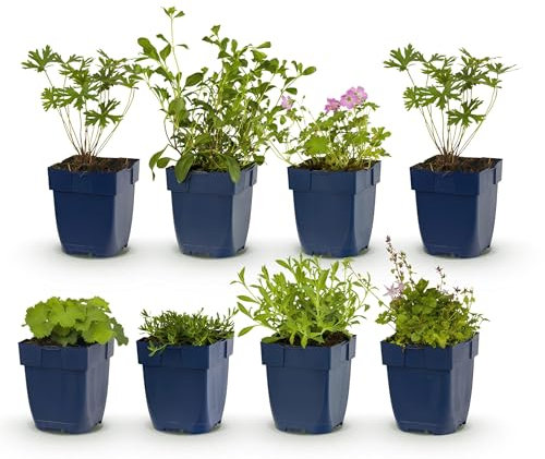 GreenboutiQ - Kit de plantes vivaces - Couverture de sol - 8 Plantes vivaces - Pour 1 m2 - Couleurs variées - Peu d'entretien - Pot 11cm