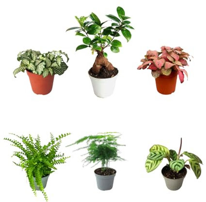 I Giardini di Giulia | Kit 6 plants verts pour Terrarium Fai-da-Te | Fittonia Rouge et Blanc, Fougère, Lierre, Mini Calathea | Plantes Vives d'intérieur (Avec Bonsai Mini)
