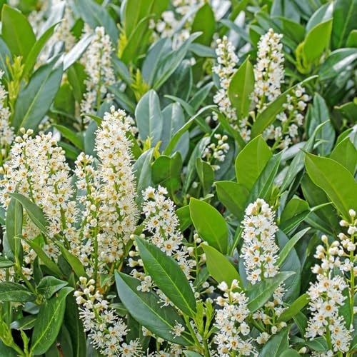 semillas de laurel cerezo - jardín perennes resistentes orgánicas, exóticas interior 50pcs