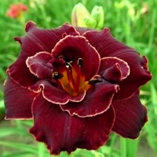 Hemerocallis de encanto natural, ideal para decoración al aire libre-8Bulbos-V