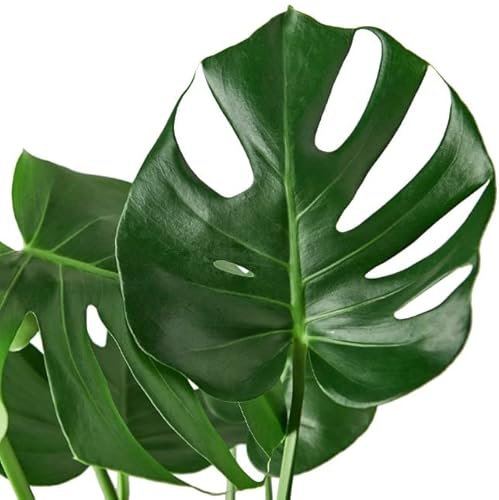 Monstera Deliciosa | DECOALIVE | Planta de Interior Natural | Costilla de Adán