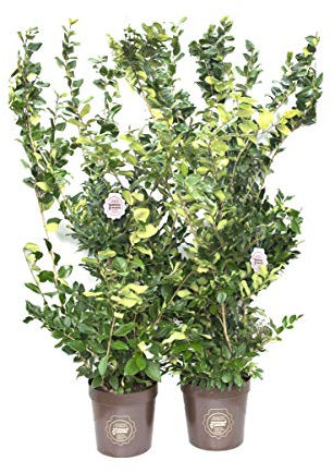 Ligustrum texanum, Ligustro, Cespuglio, Pianta vera in vaso Vannucci Piante, Pianta da terrazzo (cod. 8) (2x)