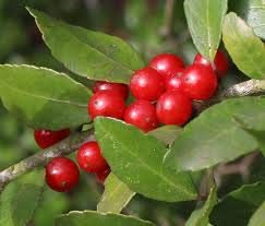 120 semi di Ilex vomitoria Yaupon di agrifoglio