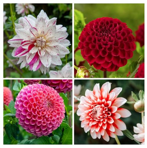 Plant in a Box - Mélange de dahlias ‘Bouquet Sunset’ - Set de 4 tubercules de dahlia - Rouge, rose et multicolore - Floraison estivale
