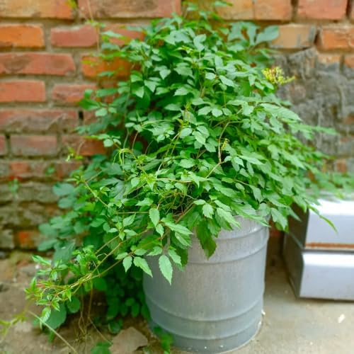 Semi di Jiaogulan, perenni resistenti Gynostemma pentaphyllum - selvatiche acquistare la jiaogulan cucina dell'orto del giardino 100pcs