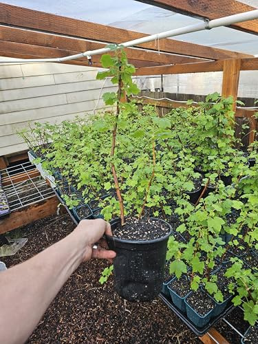 Fairygardenfarms Live Red Currant Bush, Flowering Shrub, Almost 2 Feet Tall, Rooted in Gallon Pot, Full Sun, Outdoor