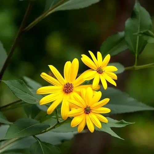 tubérculos de alcachofa de Jerusalén, jardín rocas exterior Parterres elevados el jardín Cubresuelos resistentes balcón 5pcs