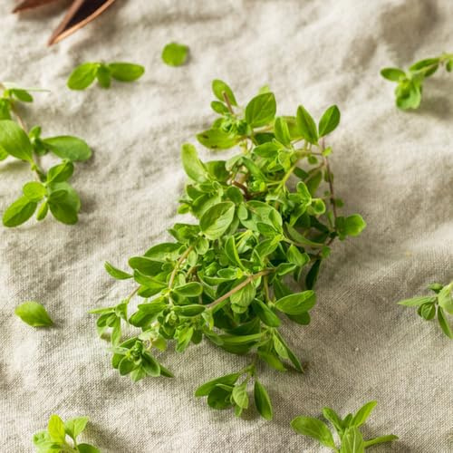 semi di maggiorana da giardino roccioso copertura del terreno in vaso decorazione del giardino per la cucina da appartamento esotiche balcone 500pcs