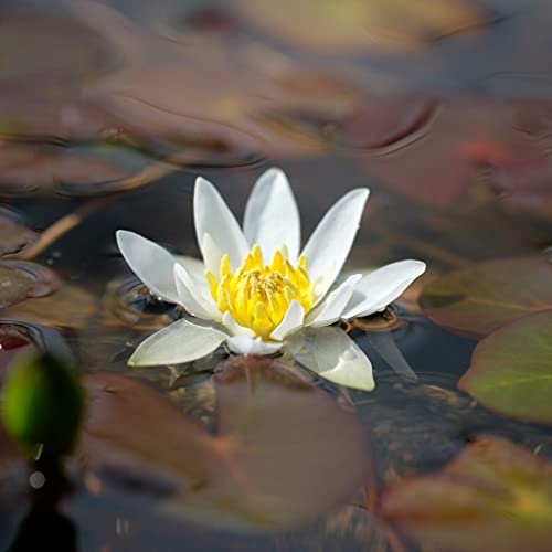 Lincolnshire Pond Plants Ltd - Pygmaea Alba Water Lily - Live Water Plant Aquatic Pond Lake Marginal - Loose