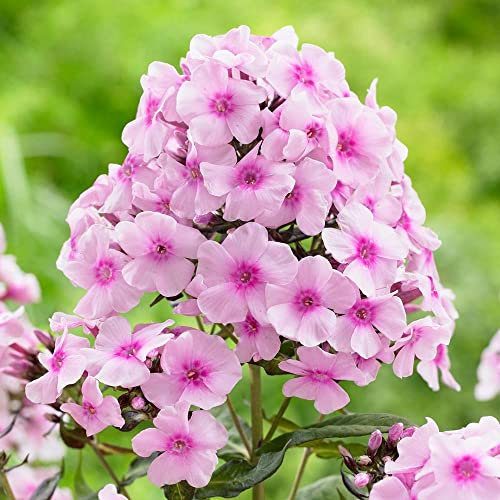 12 unità Phlox Paniculata 'Bright Eyes' - Phlox Paniculata 'Bright Eyes' Vaso 9x9cm ±1 m² - Phlox con Fiori Luminosi e Crescita Floride