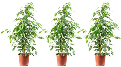 3er-Set Birkenfeige 'Forever-Mix' - echte Zimmerpflanze, Ficus benjamini - Höhe ca. 110 cm, Topf-Ø 21 cm