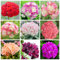 Sump Fresh 20 Pz Geranio Apple Blossom semi di fiori per la semina colore misto