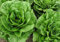 250 Romaine Lettuce Seeds – Old Vegetables Salad – Organic Method