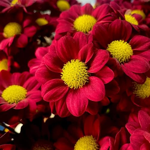 Margeritensamen - balkon deko blumensamen garden bodendecker winterhart mehrjährig stauden kräuterpflanzen flower seeds Margeritensamen zimmerpflanzen hochbeete für garten pflanztopf 350pcs