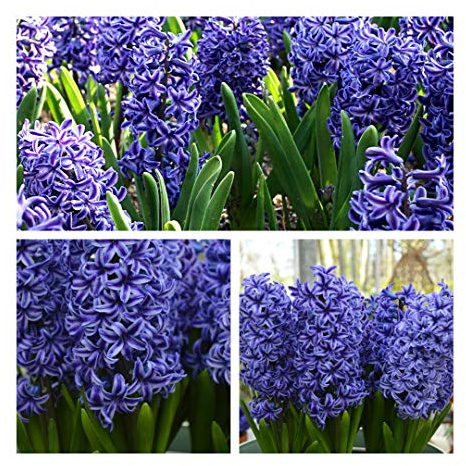 Hyacinth Blue Jacket Flower Bulbs Size 15/16 (5) Highly Fragrant Blue Spring Flowers. Easy to Grow