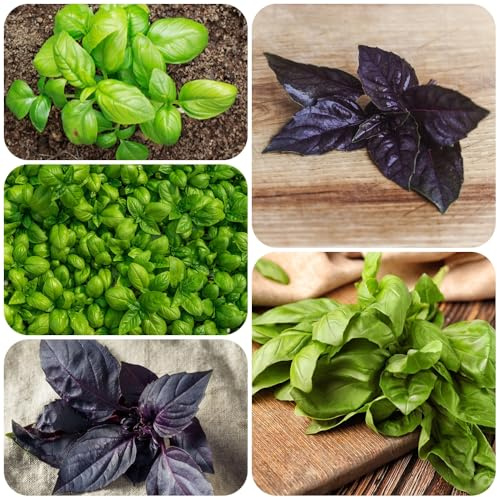 Semi di basilico, semi di antiche varietà orto sul balcone da giardino 100pcs