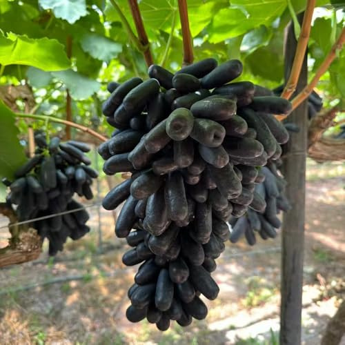 uva en espaldera columnar uvas decoración de balcones semillas de jardín rocas enanos bonsái interior 50pcs