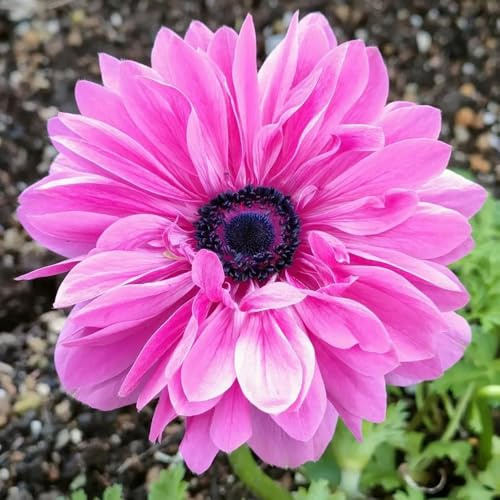 Semi di anemone, semi di anemone autunnale, resistenti per il giardino da esterno resistenti semi di farfalla lilla decorazione da giardino per esterni 200pcs