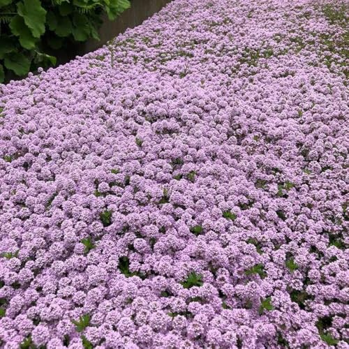 comprare timo sabbioso da giardino, da giardino timo selvatico striscianteto di selvatiche semi di come bomboniera medicinali 900semi