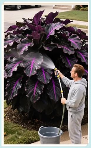 Hosta Rhizom,Mehrjährige, sonnenliebende - kletternde, wurzelnackte, ertragreiche,kältehart-4 Rhizom