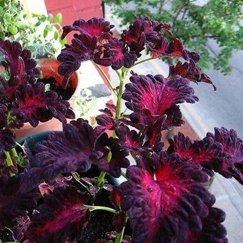Coleus Black Dragon Flower Seeds (Solenostemon scutellarioides) 45+Seeds
