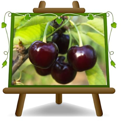 EURO PLANTS VIVAI Ciliegio Acido Amarena Nera del Piemonte su vaso da 24/26 cm. pianta da frutto autofertile *Altezza: 160~180 cm. - Età 4 anni
