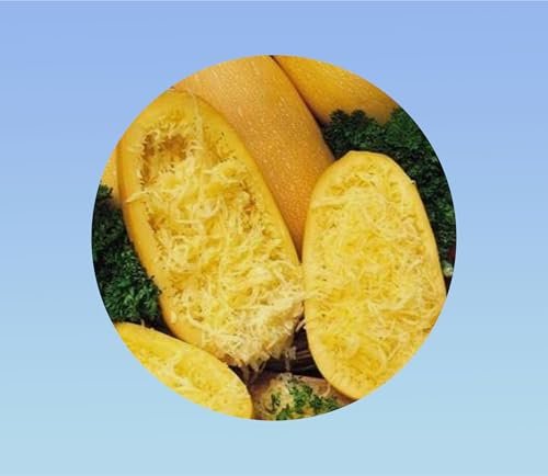 5 graines de courgette spaghetti jaune - facile a cultiver -