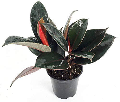 Semi di GERMINAZIONE: Borgogna Gummibaum Pflanze Indien - Ficus - Un ancien favori - 4 Pot