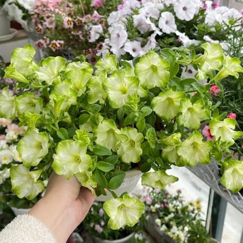semi di petunia appesi Balcone, resistenti di petunia resistenti per il giardino, 1000pcs