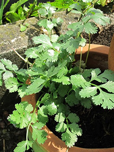 Cerfeuil (Anthriscus cerefolium) env. 500 semences