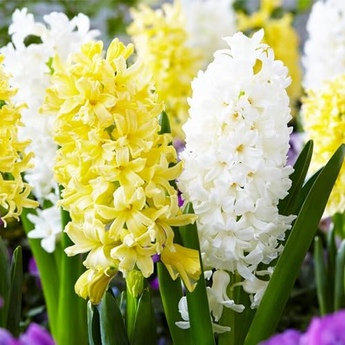 Yellow and White Mix (15 pièces), Collection Jacinthes parfumées, 3 variétés/couleurs, vivace, rustique Mélange de bulbes de Hollande pour le jardin, pot, verre (gros bulbes, pas de graines)