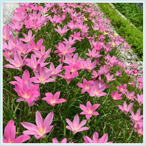 Bulbos de Lirio de Lluvia - Resistente a la Sequía - Ideal para Borduras y Rocalizas -Zephyranthes cándida bulbos-5 Bulbos-D