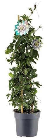 Flor de la Pasión Natural Passiflora Caerulea Planta Fruto Maracuyá Pasionaria Planta Trepadora Fruto de la Pasión