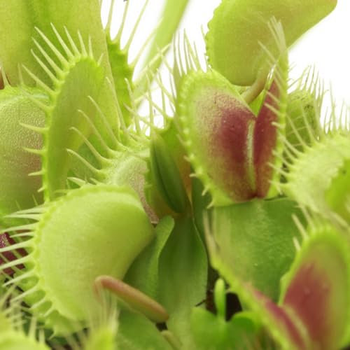 200 pcs venusfliegenfalle samen, Fliegenfalle, hochbeete für garten, winterharte kübelpflanzen, Dionaea muscipula, samen, garten pflanzen echte pflanzen, geschenke für gartenfreunde