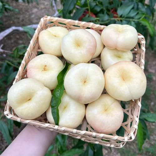 nectarina Comprar orgánicos Cultivo de verdes, de interior. jardín perennes resistentes columnares raros jardín resistentes en macetas 25semillas