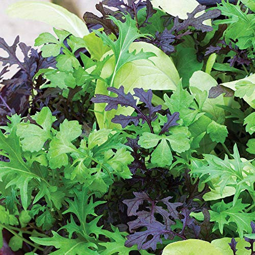 Salad Leaves Seeds Pak Choy, Choy Sum, Mizuna, Greek Cress, Oriental Red Mustard Annual Garden Plant 'Bright and Spicy' 1 Packet 750 Seeds by Thompson and Morgan
