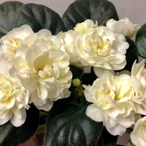 echt usambaraveilchen pflanzen samen gartenblumen, zimmerpflanzen samen usambaraveilchen samen winterharte pflanzen für garten, winterharte blumen bonsai samen, balkonpflanzen 450pcs