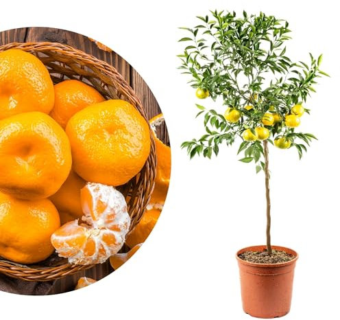 Meine Orangerie - Mandarinenbaum Grande - echte Citrus Pflanze - 110 bis 130 cm - veredelter Mandarinen Baum - Citrus Reticulata - Fruchtreife Mandarinen Pflanze in Gärtnerqualität (Topf Ø 26cm)