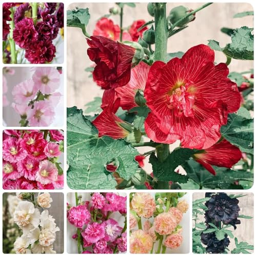 Semi di malvarosa, Alcea rosea, resistenti per il giardino Semi di malvarosa, semi di varietà antiche 550pcs