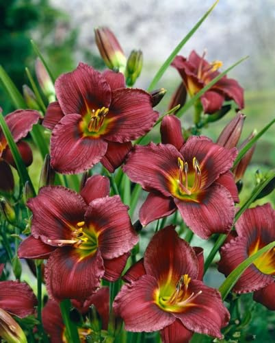Hemerocallis x cult. 'Little Grapette' ca. 11x11 cm Topf - Taglilie, violette Blüten, Blütezeit Juni-August, ideal für Rabatten, pflegeleicht und winterhart